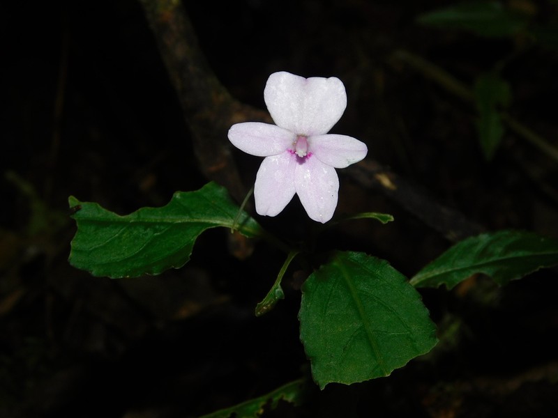 Impatiens javensis photo 6
