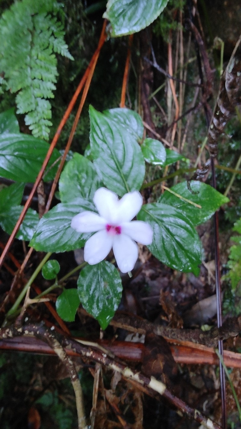 Impatiens javensis photo 7