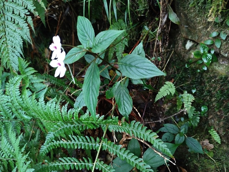 Impatiens javensis photo 8