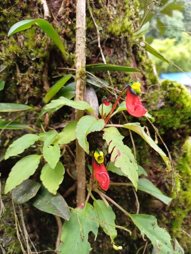 Impatiens jerdoniae photo 2
