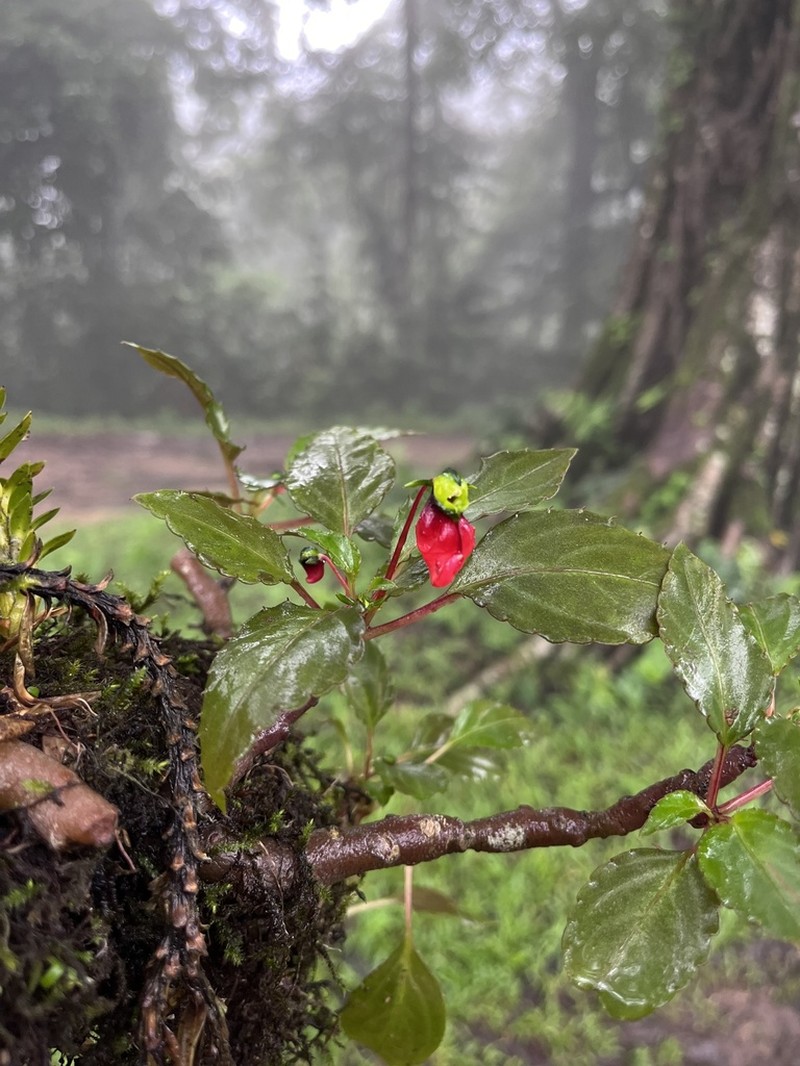 Impatiens jerdoniae photo 3
