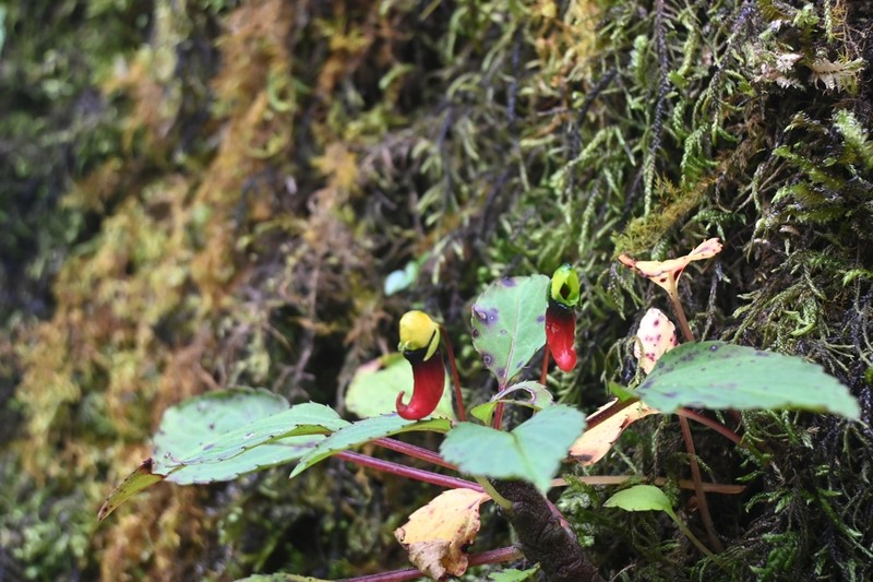 Impatiens jerdoniae photo 4