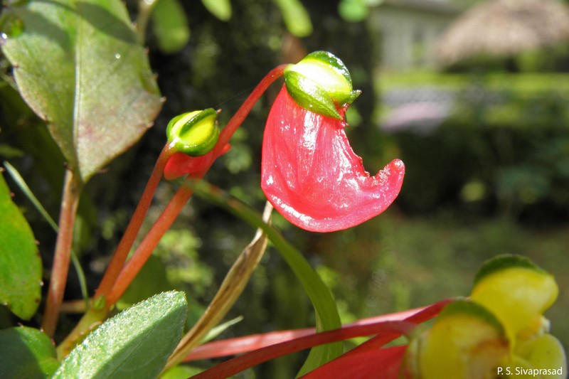 Impatiens jerdoniae photo 6