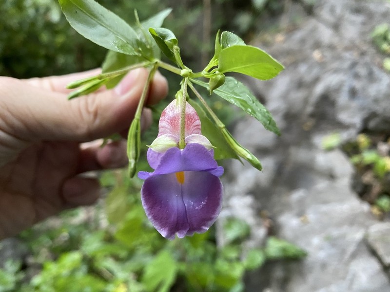Impatiens jiewhoei photo 3
