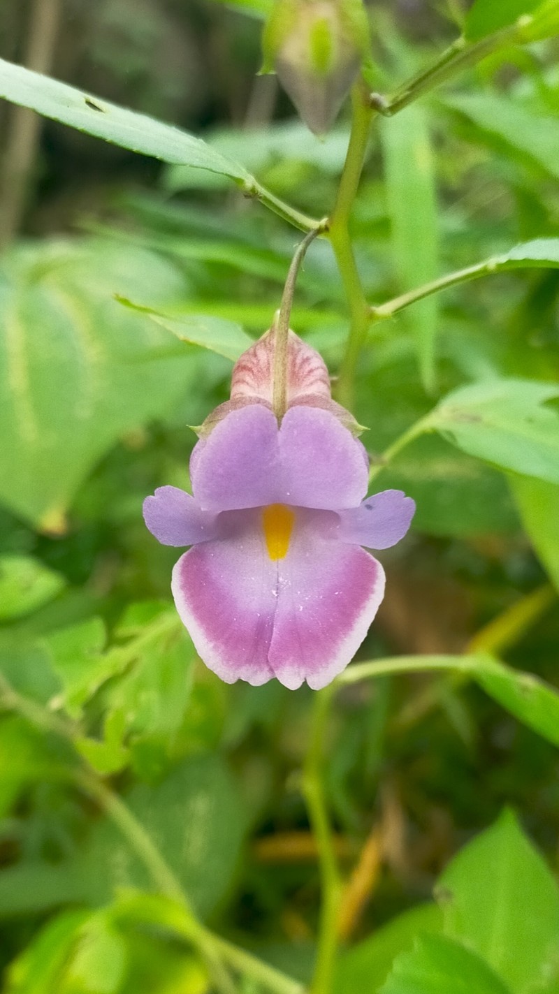 Impatiens jiewhoei photo 4
