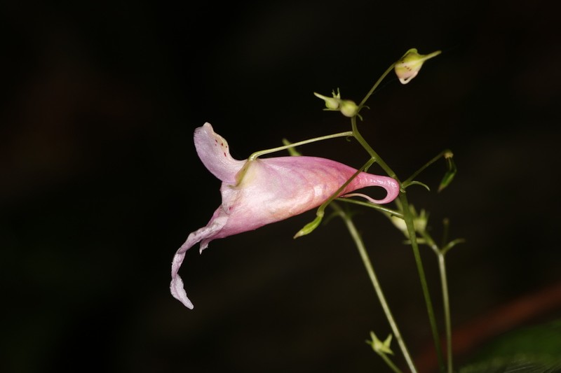 Impatiens jinggangensis