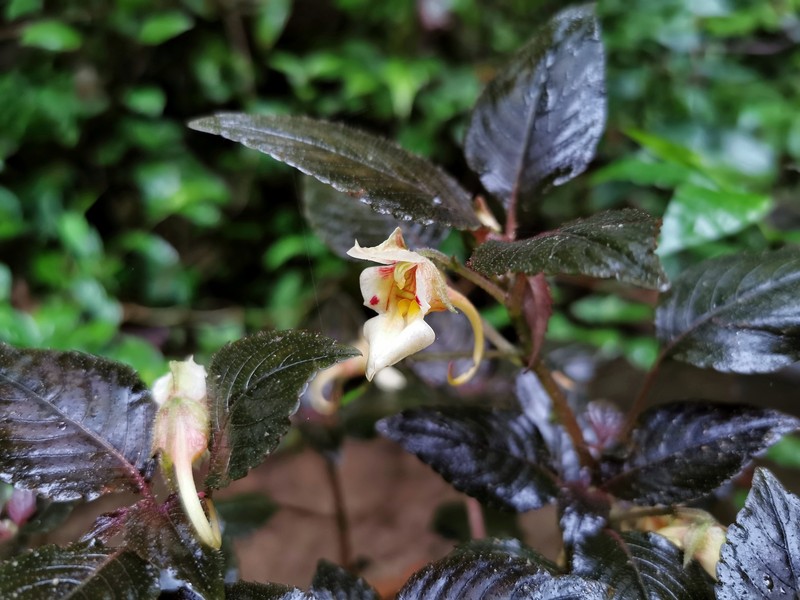 Impatiens jinpingensis photo 2