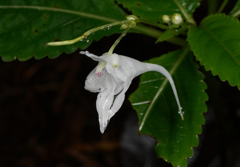 Impatiens jiulongshanica photo 3
