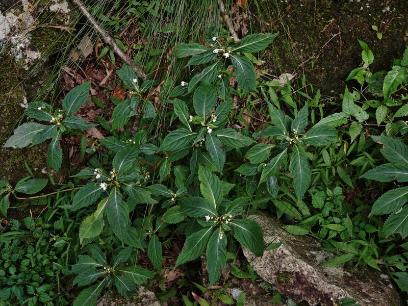 Impatiens jiulongshanica photo 4