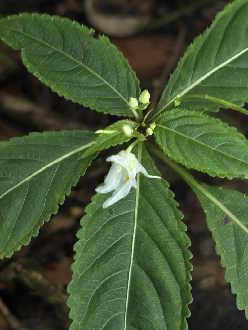 Impatiens jiulongshanica photo 5