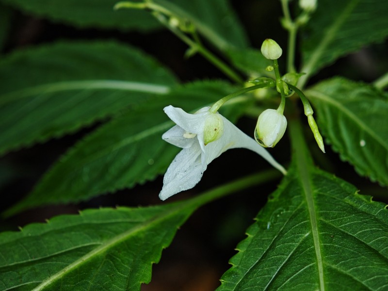 Impatiens jiulongshanica photo 6