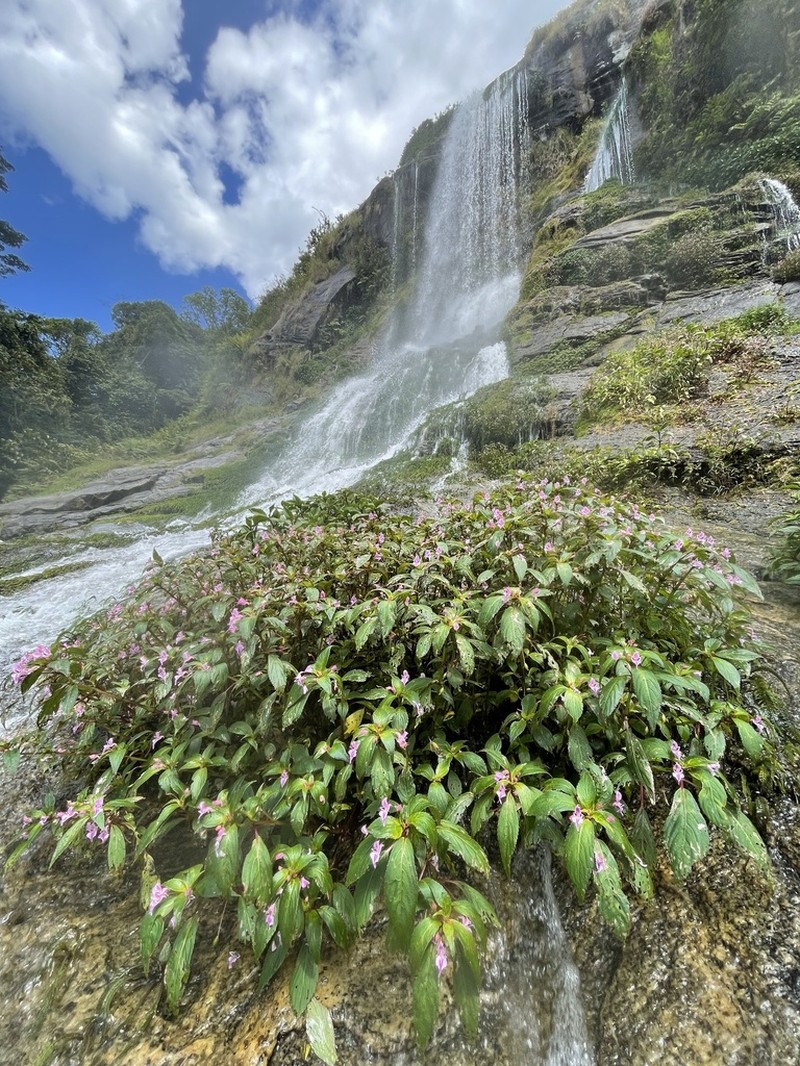 Impatiens joachimii