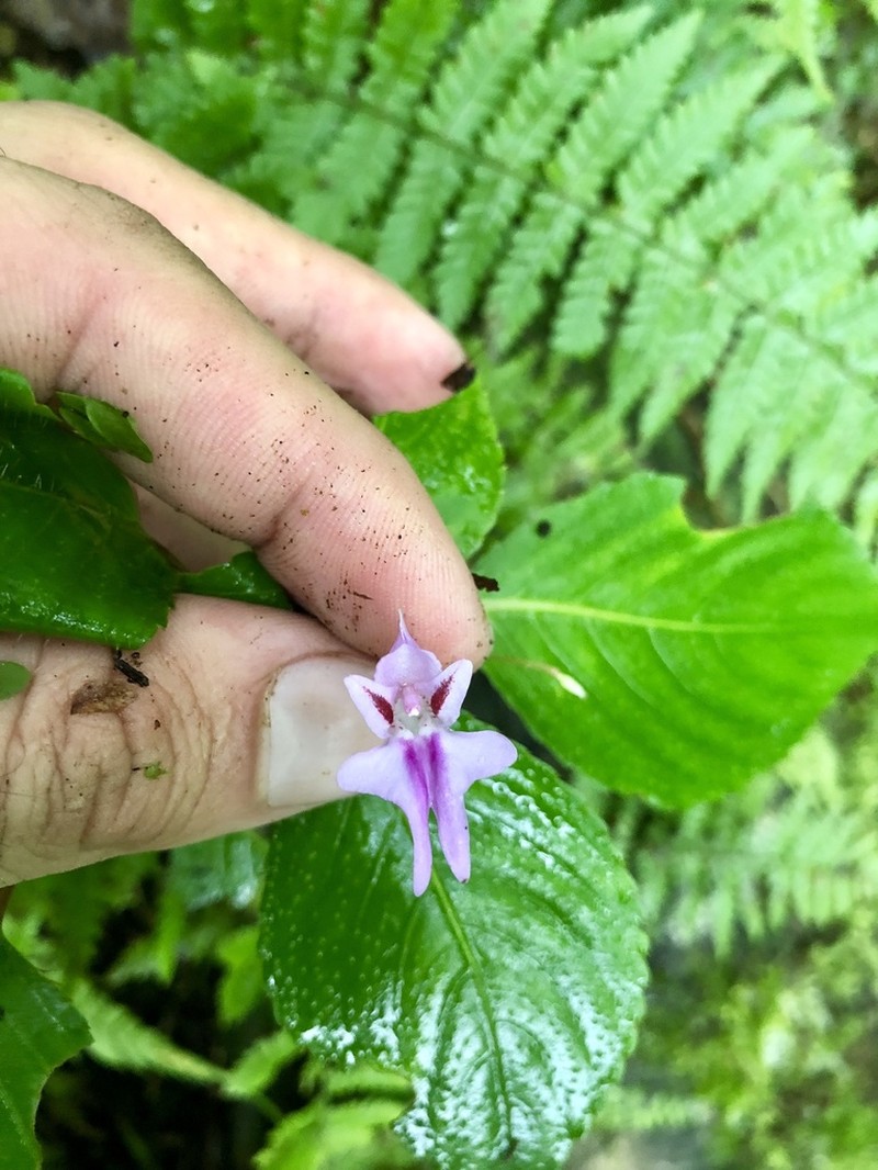 Impatiens joachimii photo 2