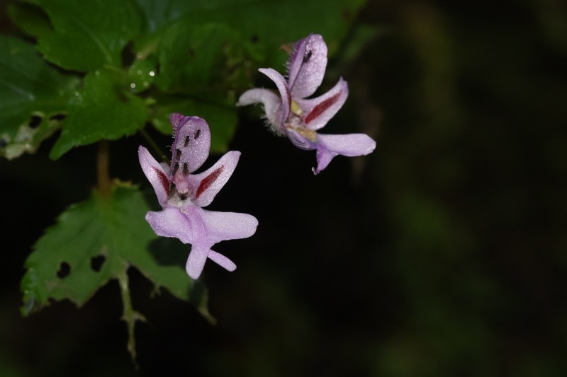 Impatiens joachimii photo 3