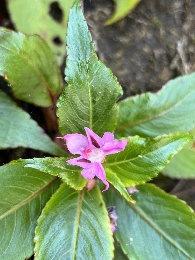 Impatiens joachimii photo 5