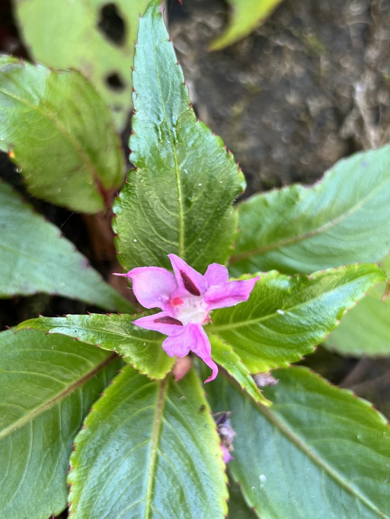 Impatiens joachimii photo 7
