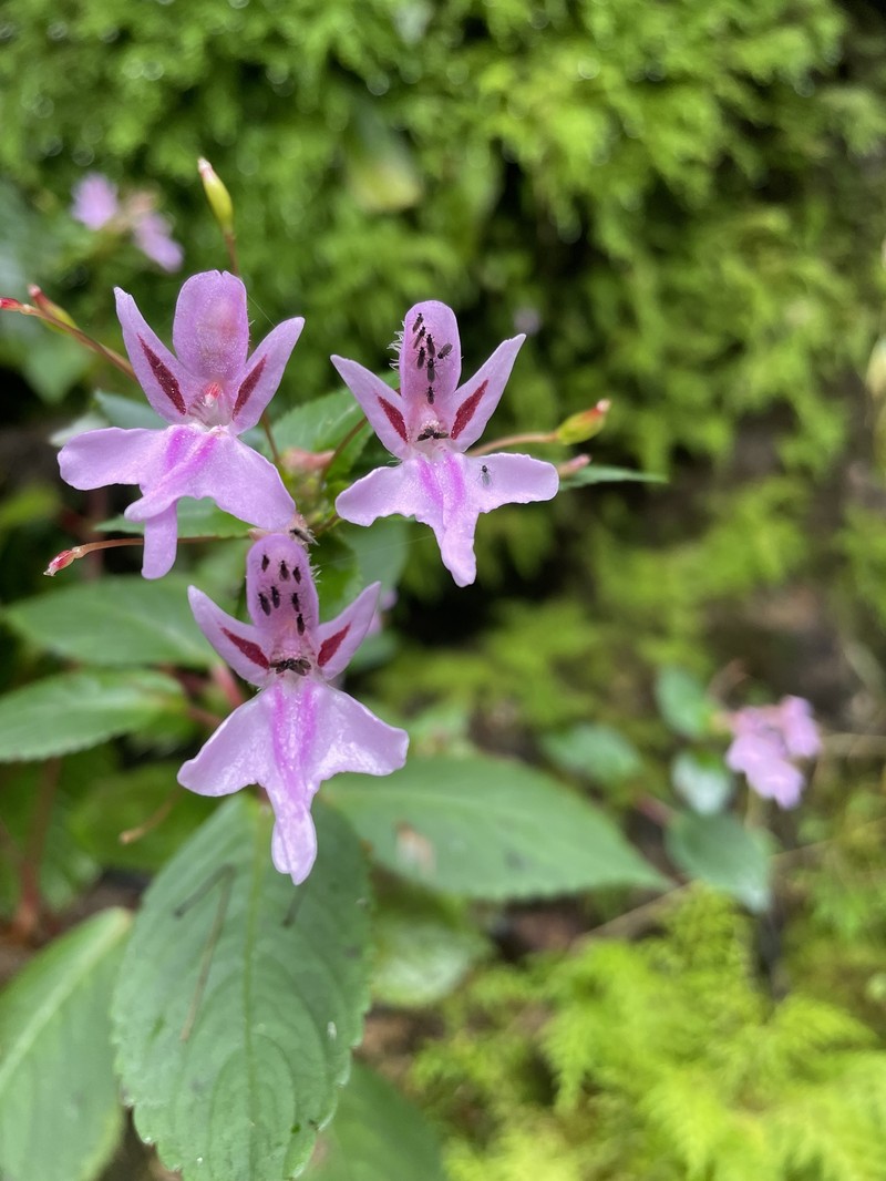 Impatiens joachimii photo 8