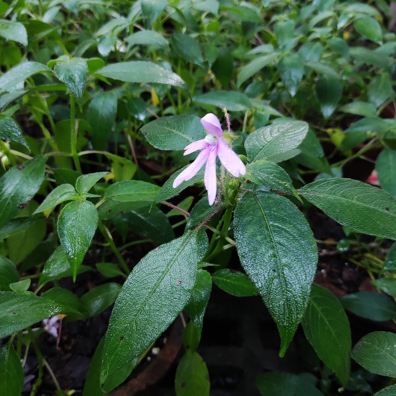 Impatiens johnii