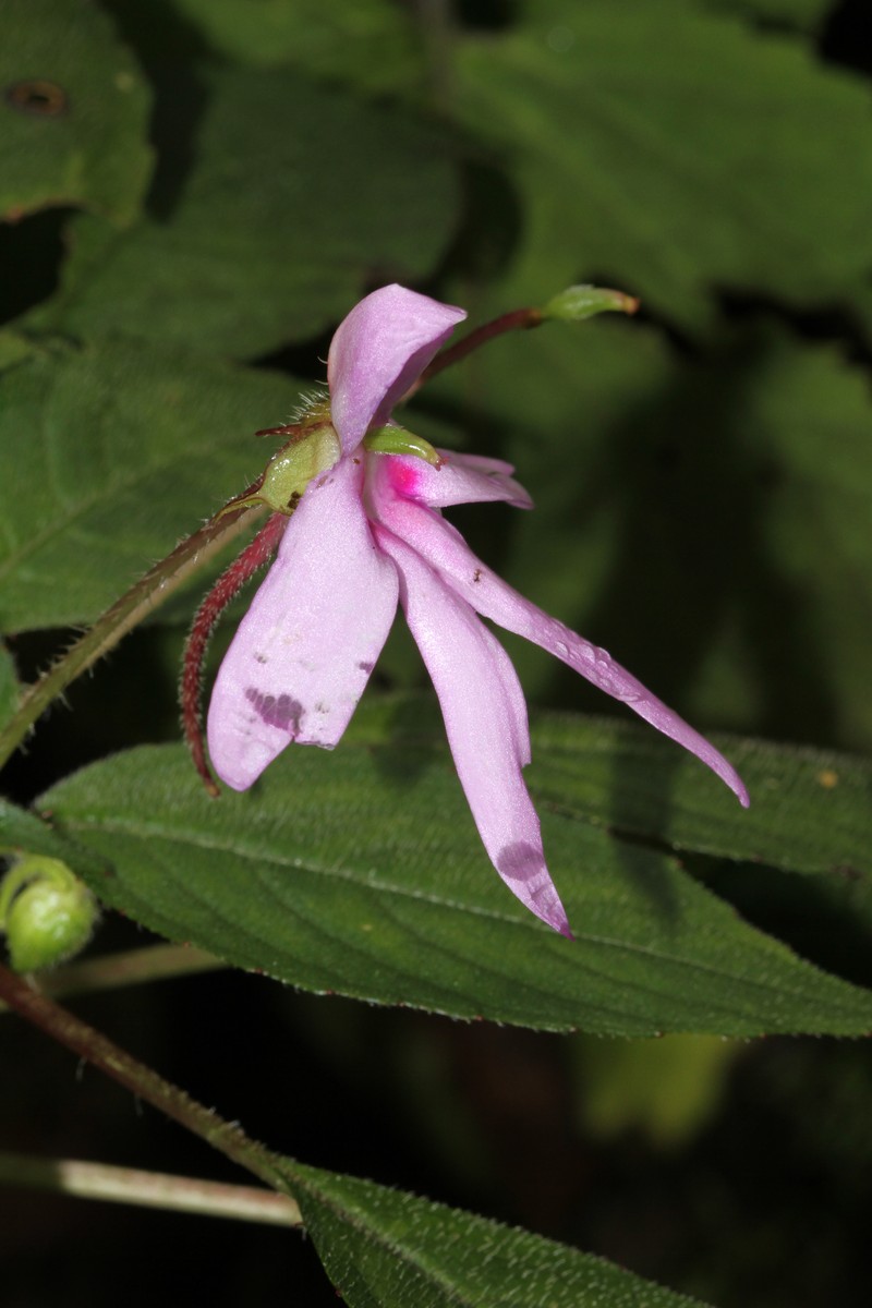 Impatiens johnii photo 2