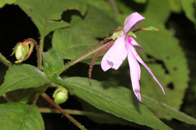 Impatiens johnii photo 3