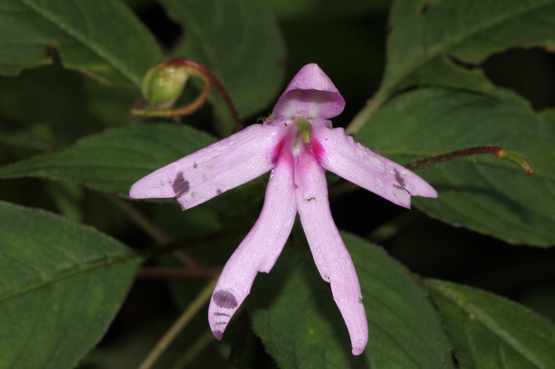 Impatiens johnii photo 4
