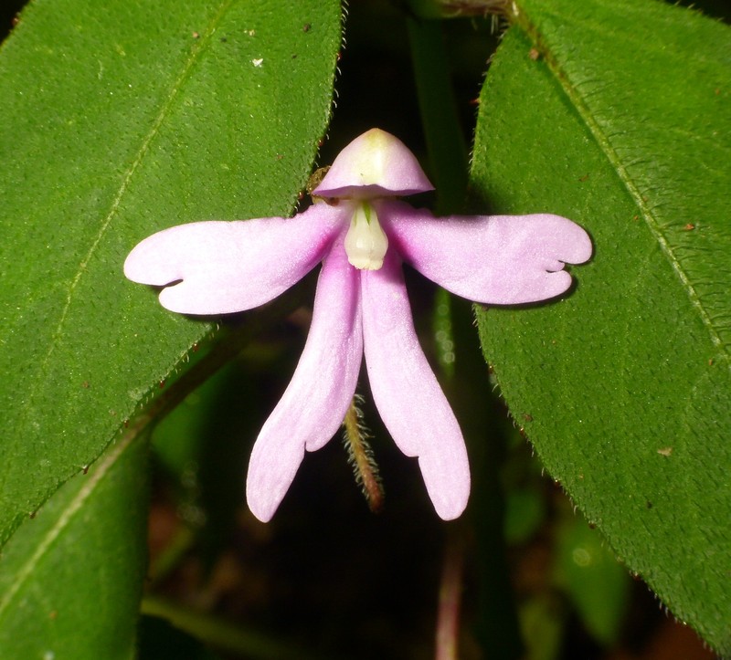 Impatiens johnii photo 5