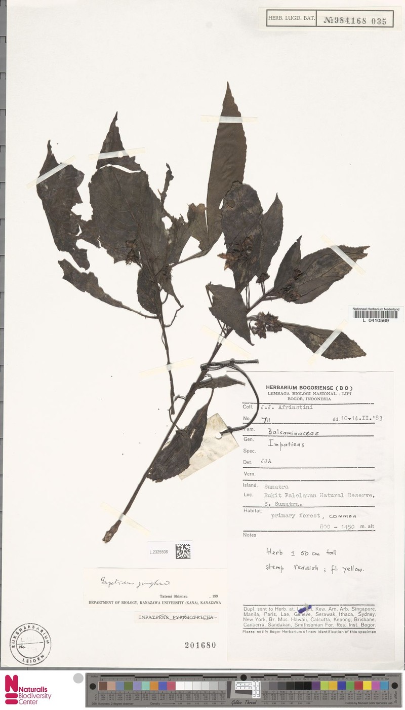 Impatiens junghuhnii