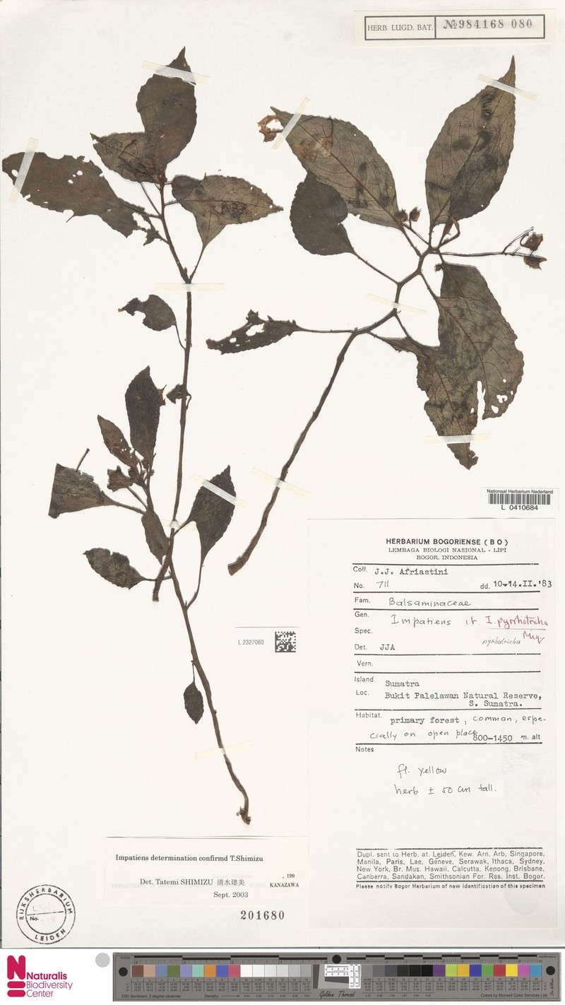 Impatiens junghuhnii photo 2