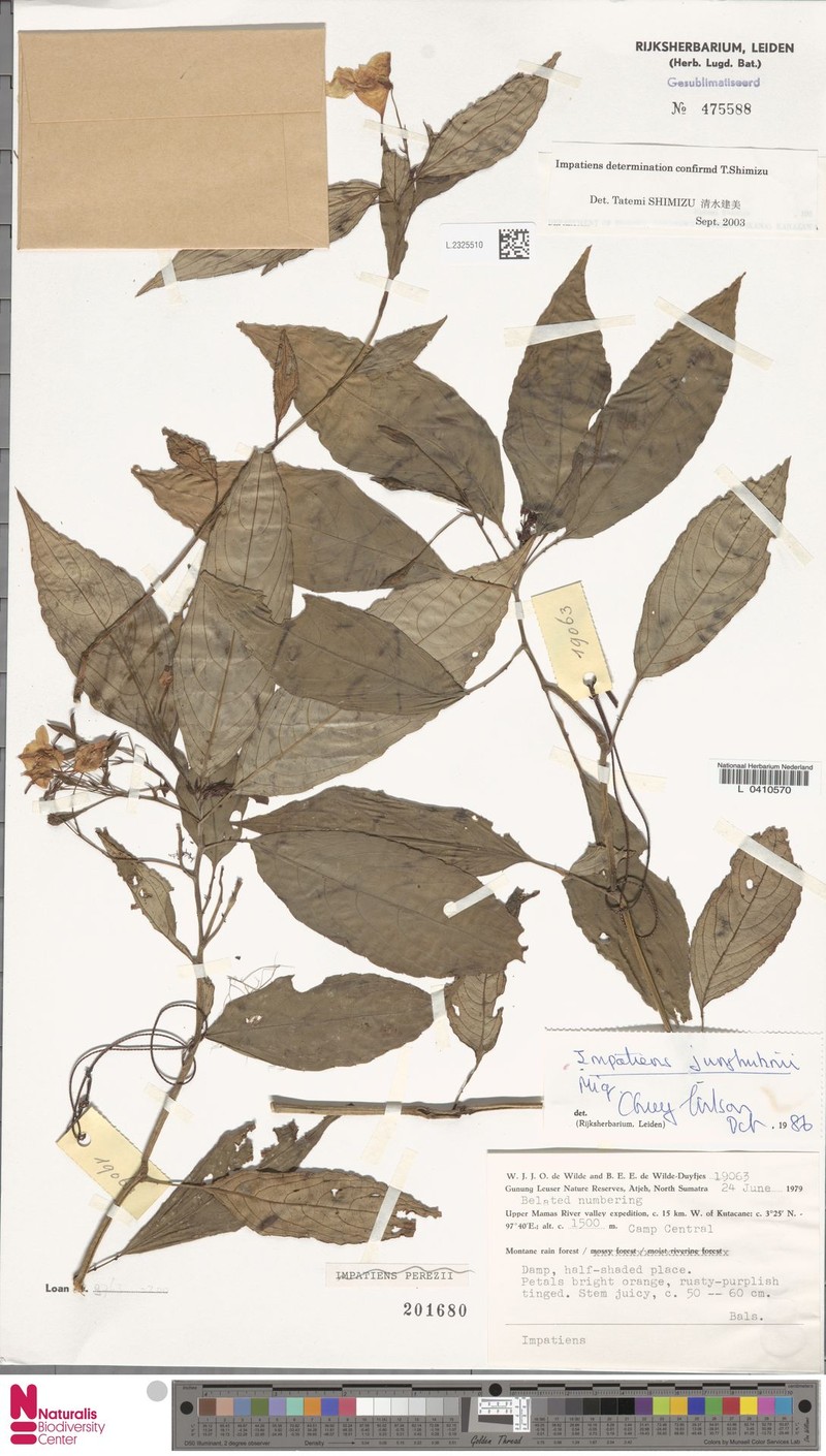Impatiens junghuhnii photo 3