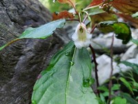 Impatiens jurpia