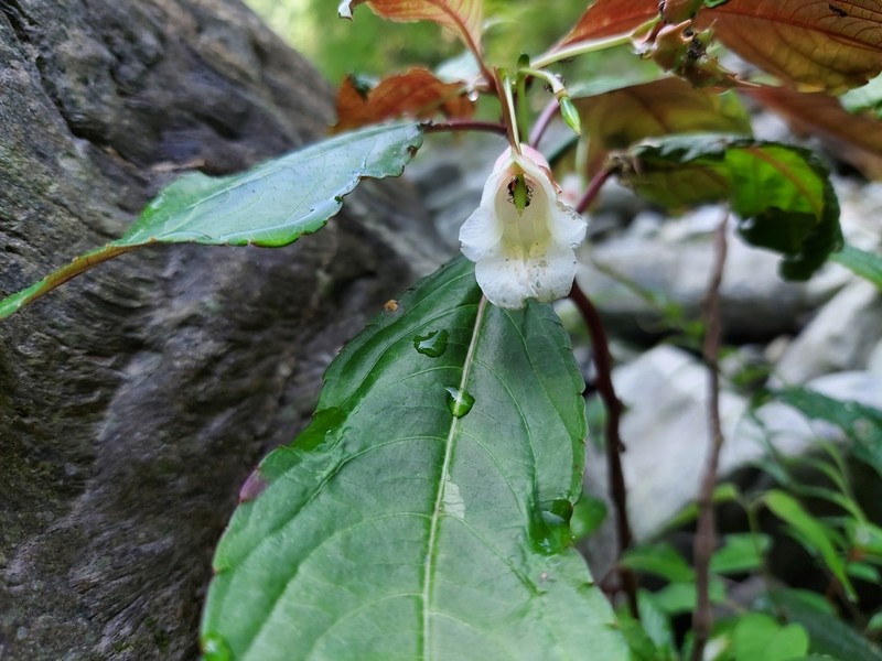 Impatiens jurpia