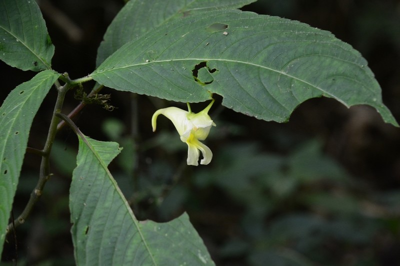 Impatiens jurpia photo 2