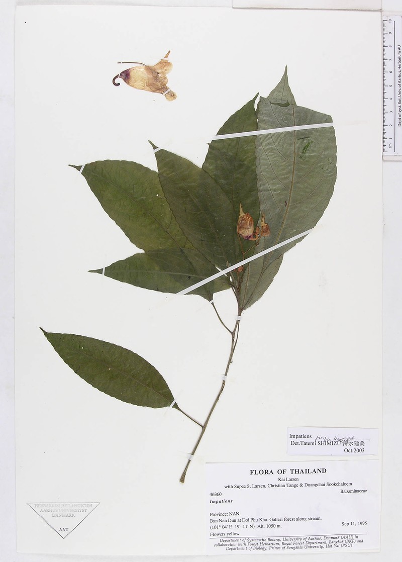Impatiens jurpia photo 4
