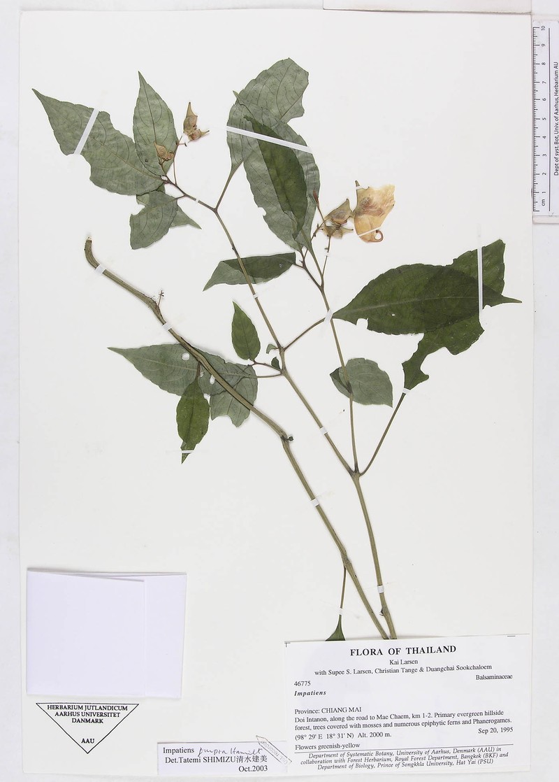Impatiens jurpia photo 5