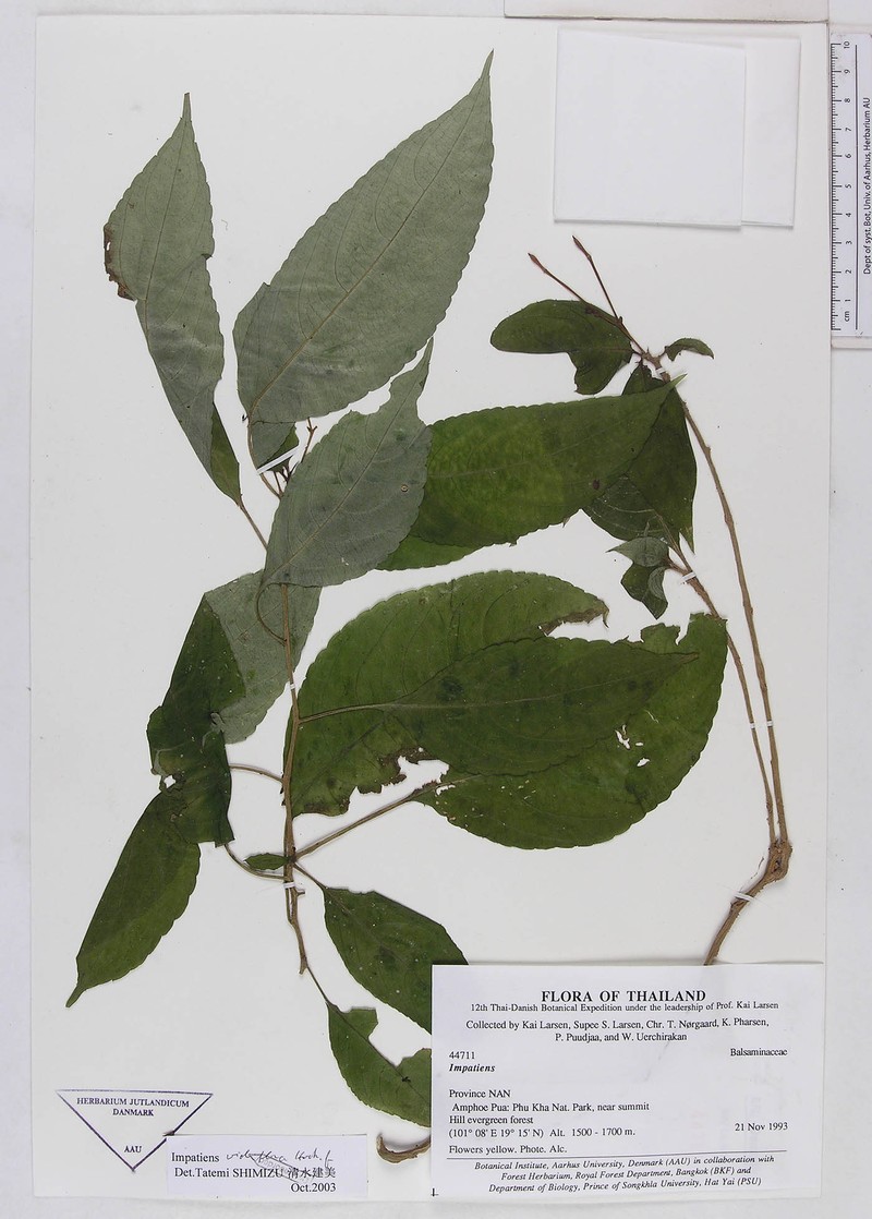 Impatiens jurpia photo 6