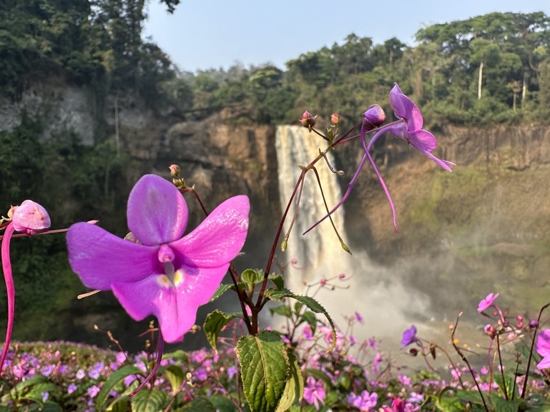 Impatiens kamerunensis