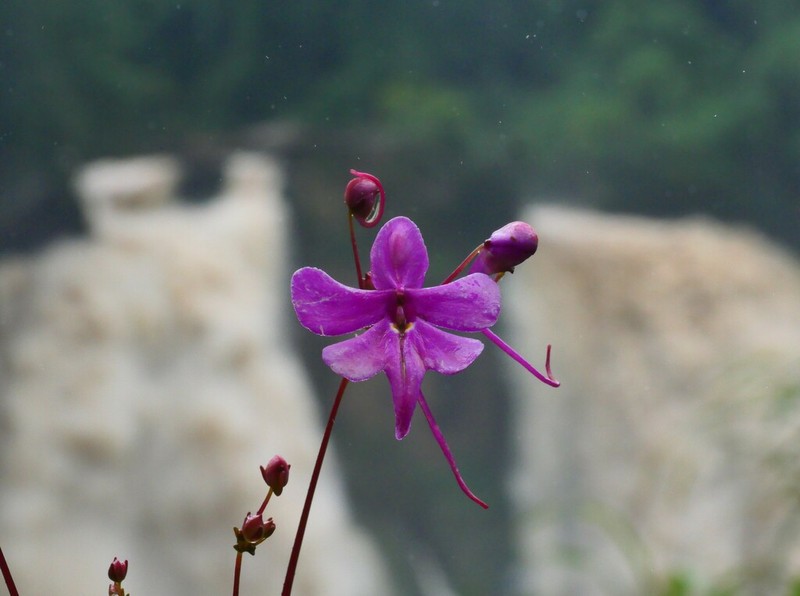 Impatiens kamerunensis photo 2