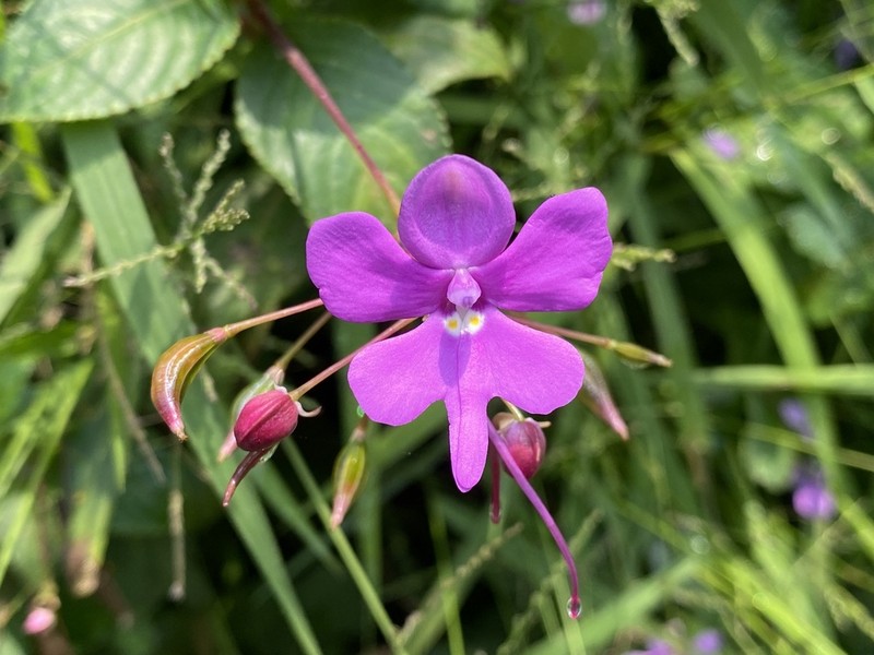 Impatiens kamerunensis photo 3