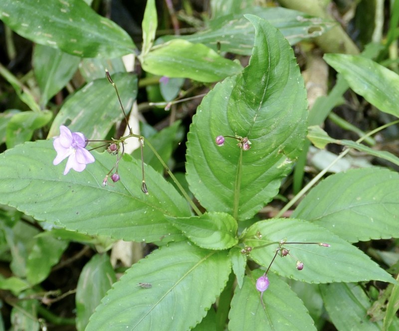 Impatiens kamerunensis photo 4