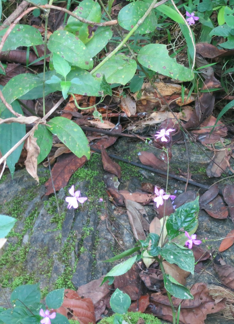Impatiens kamerunensis photo 5
