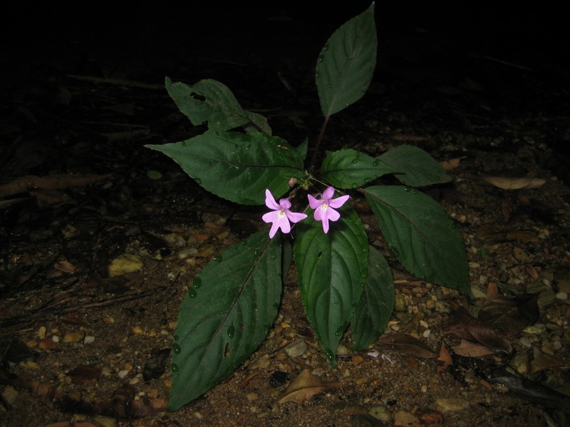 Impatiens kamerunensis photo 6