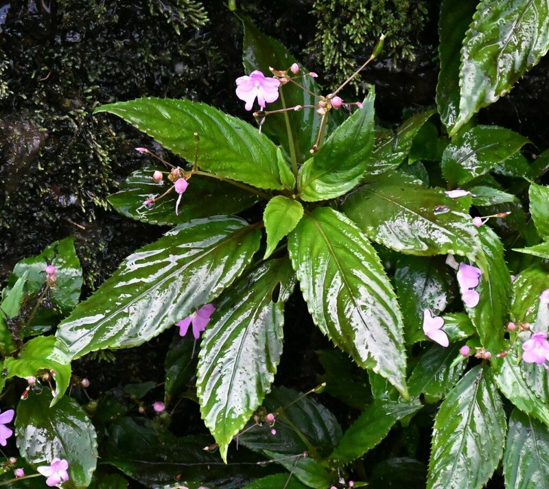 Impatiens kamerunensis photo 7