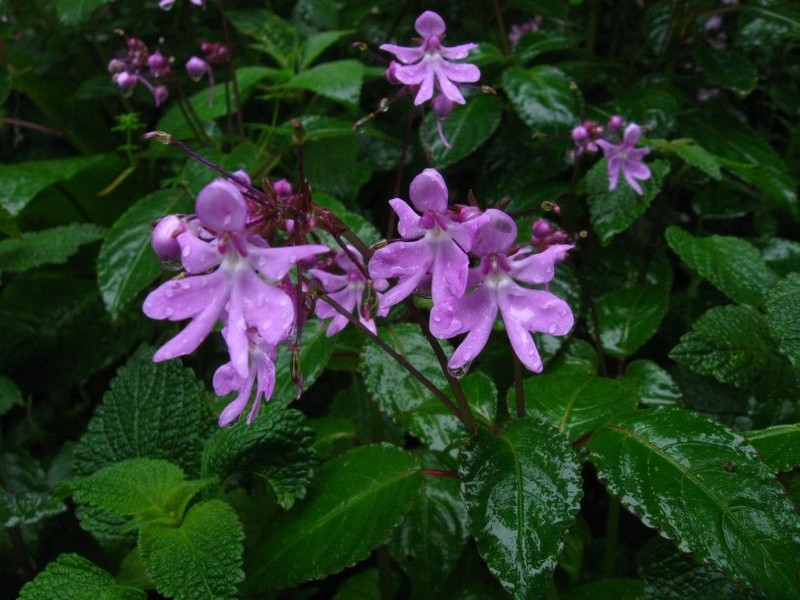 Impatiens kamerunensis subsp. kamerunensis