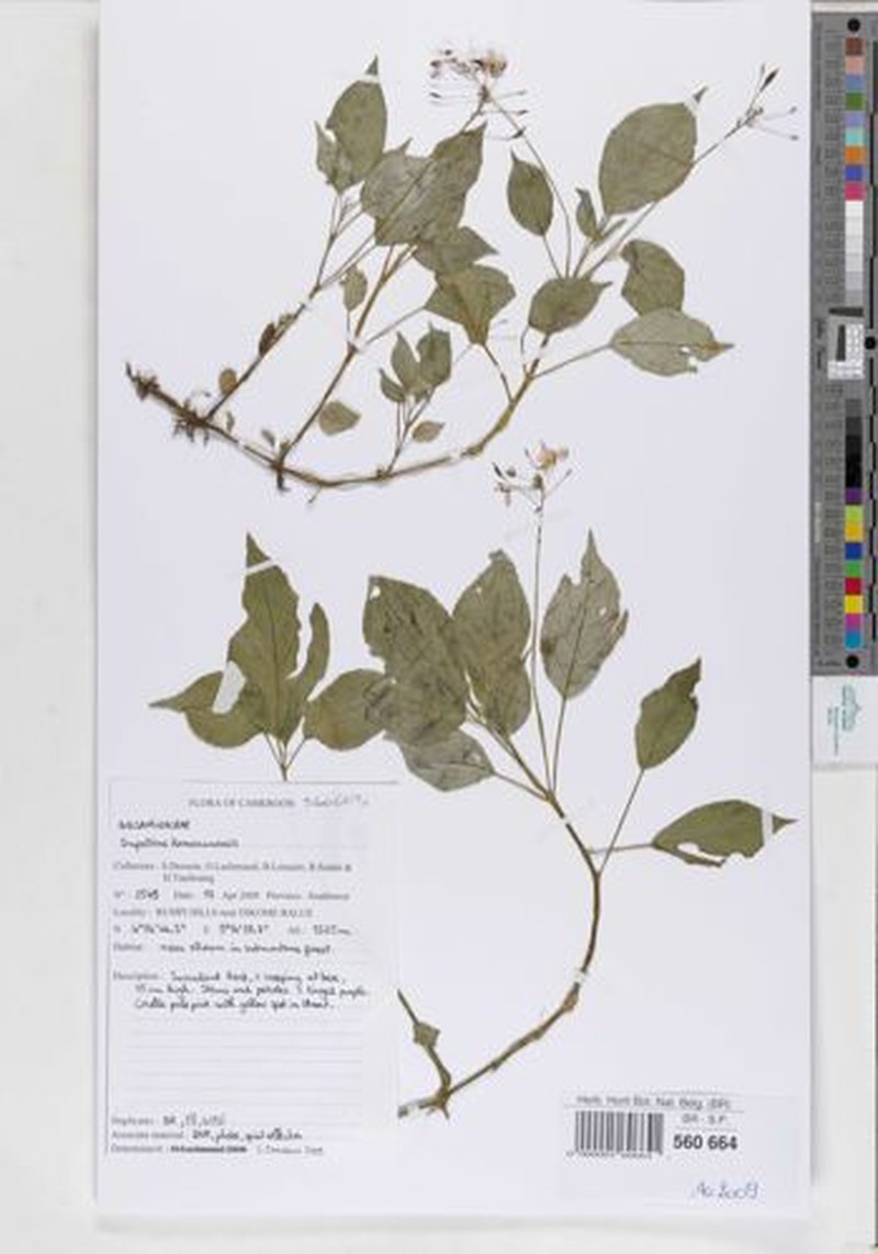 Impatiens kamerunensis subsp. kamerunensis photo 2