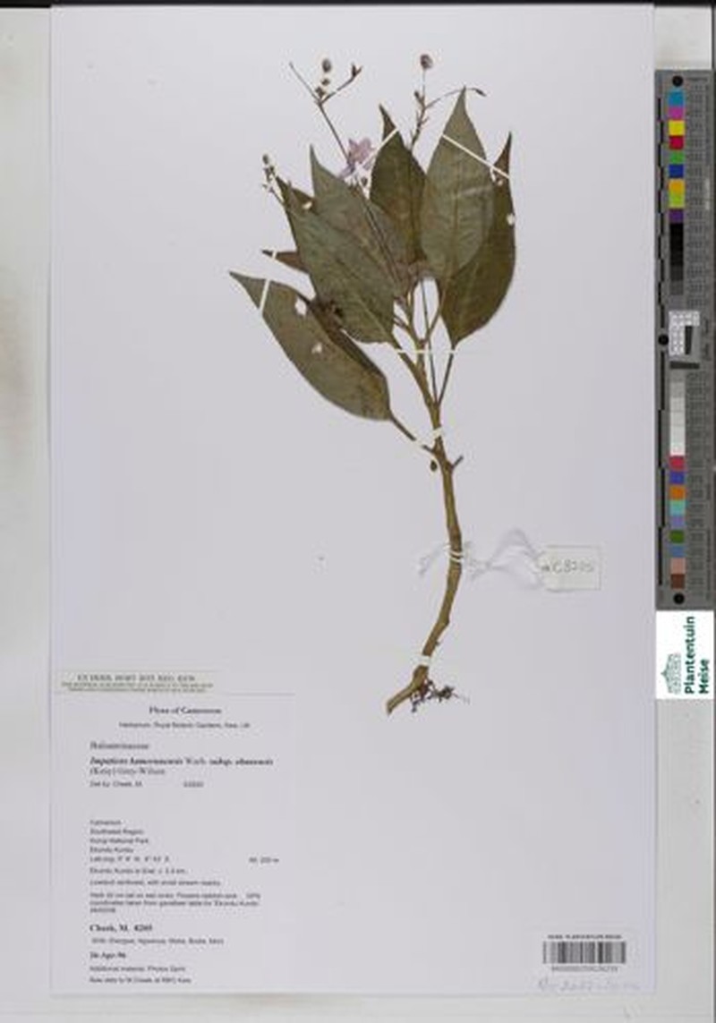 Impatiens kamerunensis subsp. obanensis