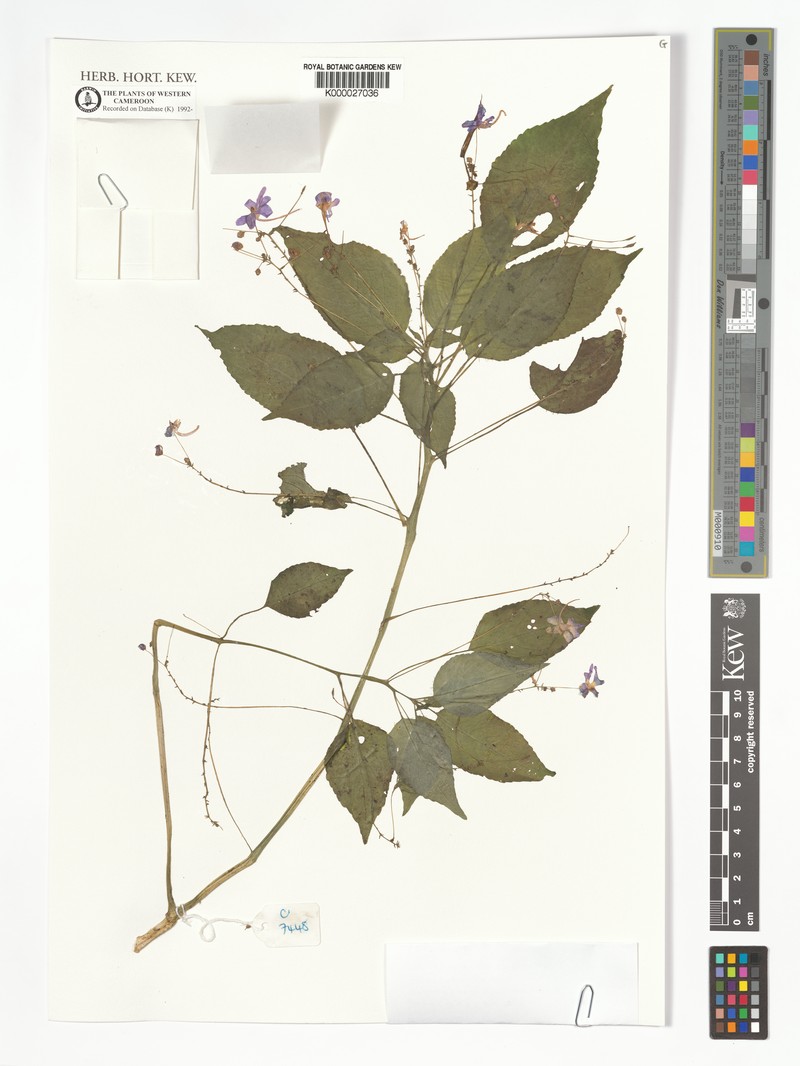 Impatiens kamerunensis subsp. obanensis photo 2