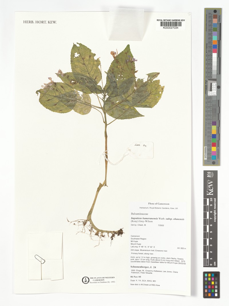 Impatiens kamerunensis subsp. obanensis photo 3