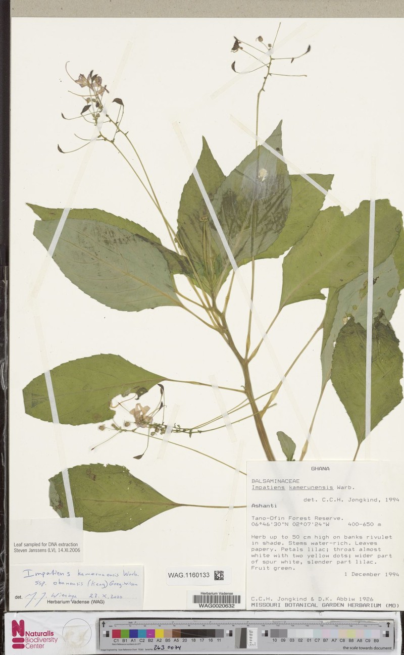 Impatiens kamerunensis subsp. obanensis photo 4
