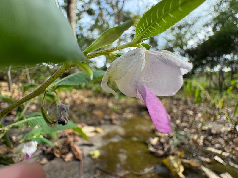 Impatiens kanburiensis