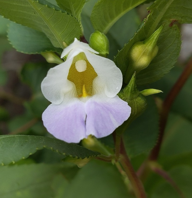 Impatiens kanburiensis photo 2
